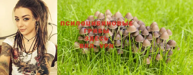 купить  сайты  Белово  Псилоцибиновые грибы Magic Shrooms 